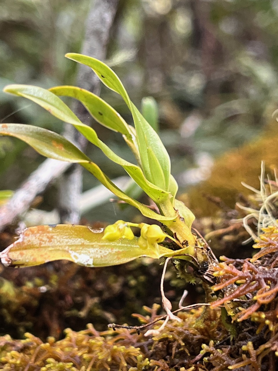 17. Angæcum multiflorum - Ø - Orchidacea - indigène Réunion.jpeg
