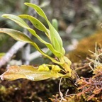 17. Angæcum multiflorum - Ø - Orchidacea - indigène Réunion.jpeg