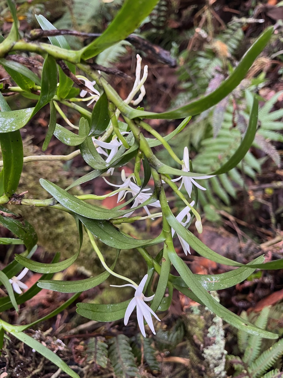 18. Jumellea rossii Senghas - Faham - Orchidaceae.jpeg