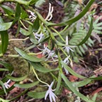 18. Jumellea rossii Senghas - Faham - Orchidaceae.jpeg