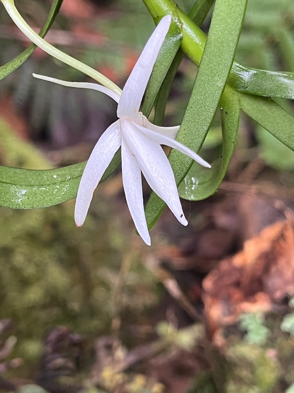 19.Jumellea rossii Senghas - Faham - Orchidaceae IMG_2910.HEIC.jpeg