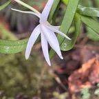 19.Jumellea rossii Senghas - Faham - Orchidaceae IMG_2910.HEIC.jpeg
