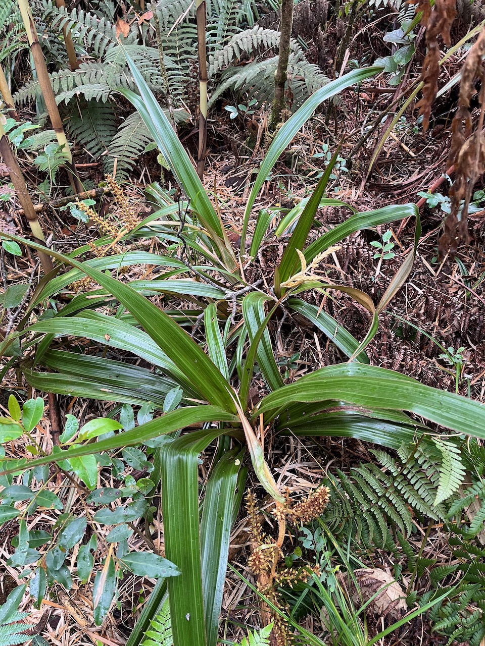 22. Astelia hemichrysa (Lam.) Kunth - Nom à La Réunion - Ananas marron - Endémique La Réunion et Maurice.jpeg