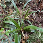 22. Astelia hemichrysa (Lam.) Kunth - Nom à La Réunion - Ananas marron - Endémique La Réunion et Maurice.jpeg