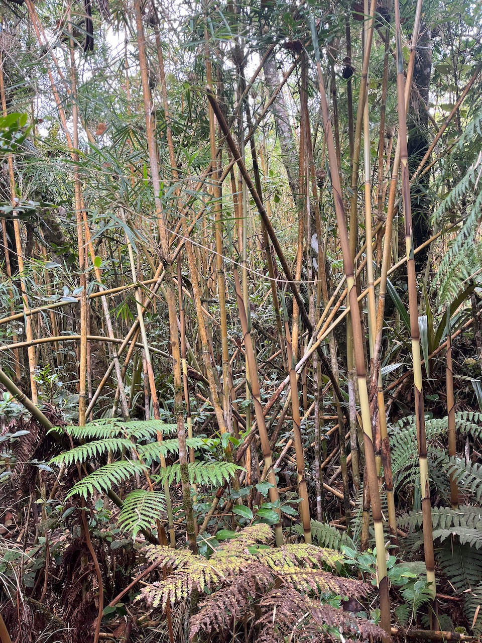 23. Forêt de bambous.jpeg