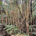 23. Forêt de bambous.jpeg