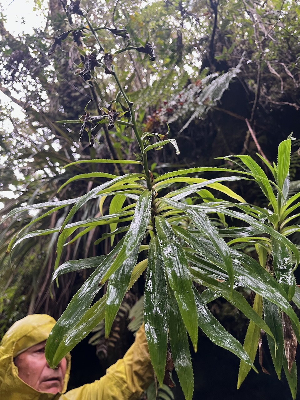 24. Heterochaenia borbonica .campanulaceae.endémique Réunion.jpeg