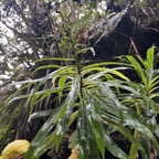 24. Heterochaenia borbonica .campanulaceae.endémique Réunion.jpeg