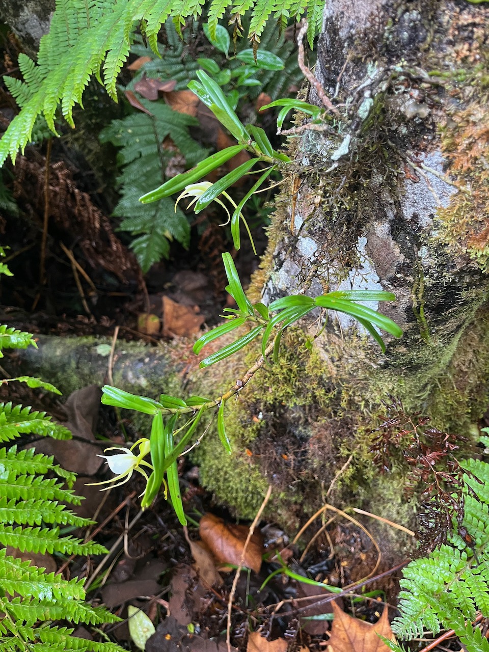 26.Angraecum_expansum-EPIDENDROIDEAE-Indigene_Reunion-20250121_102856.jpeg