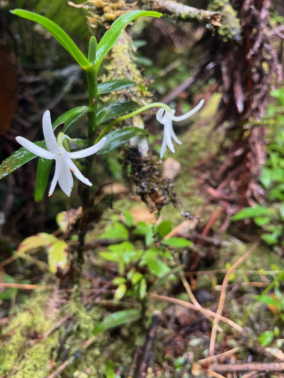 27 Jumellea rossii Faham Orchidaceae End émique La Réunion, Maurice 122.jpeg