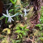 27 Jumellea rossii Faham Orchidaceae End émique La Réunion, Maurice 122.jpeg