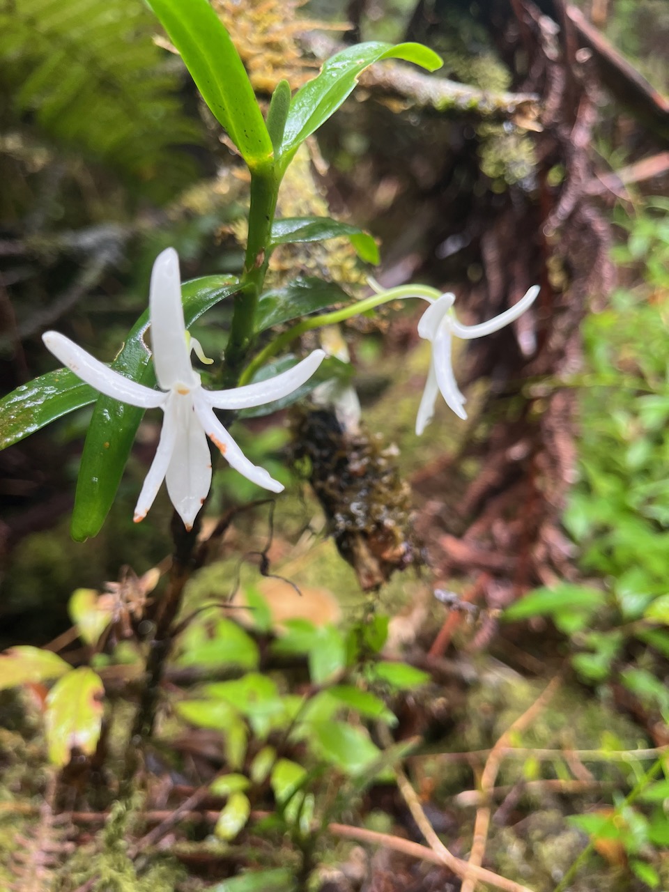 28.Jumellea rossii Faham Orchidaceae End émique La Réunion, Maurice 122.jpeg