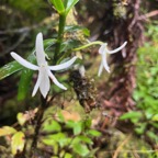 28.Jumellea rossii Faham Orchidaceae End émique La Réunion, Maurice 122.jpeg