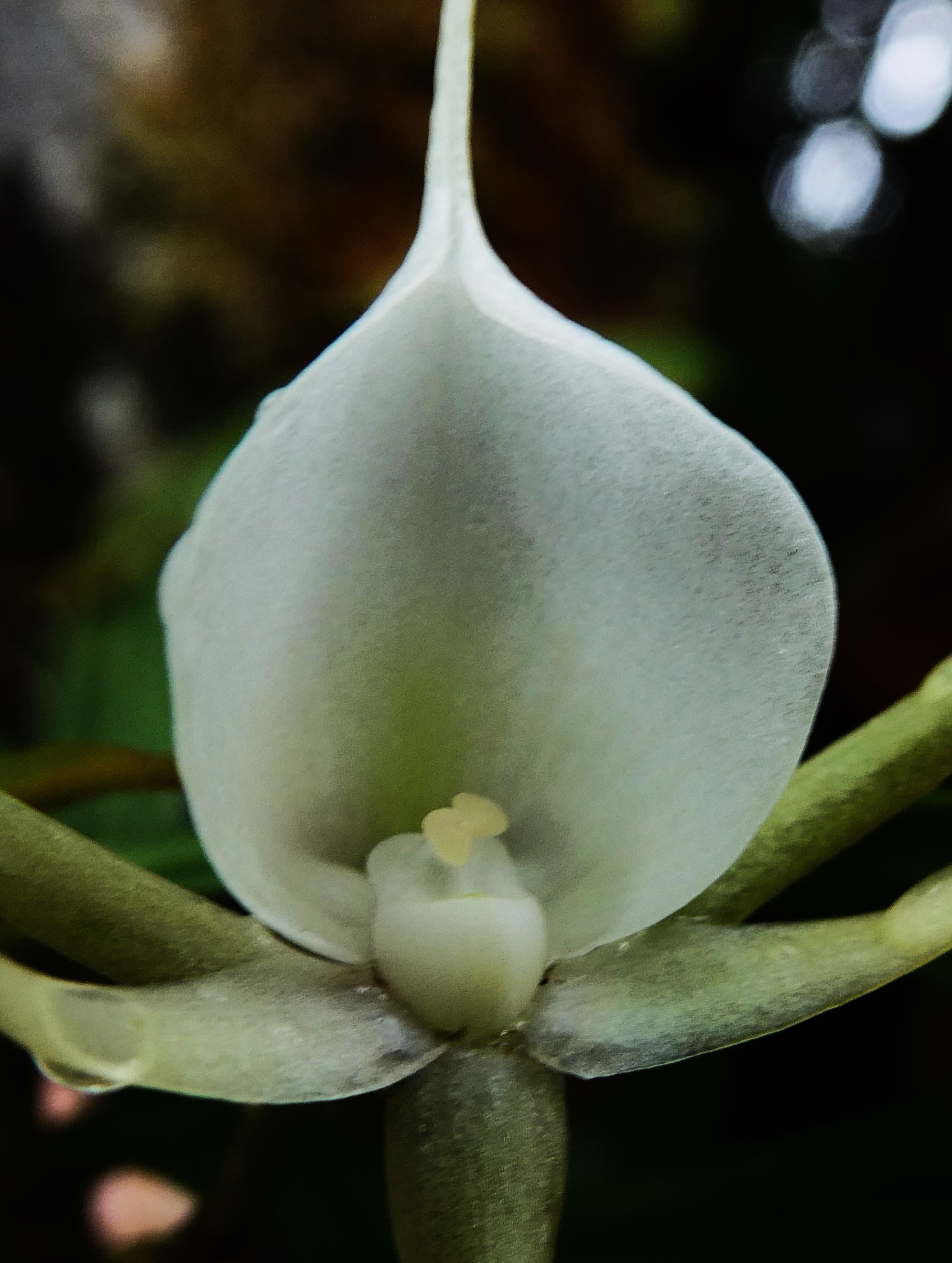 Angraecum expansum pollinies (1).JPG