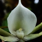 Angraecum expansum pollinies (1).JPG