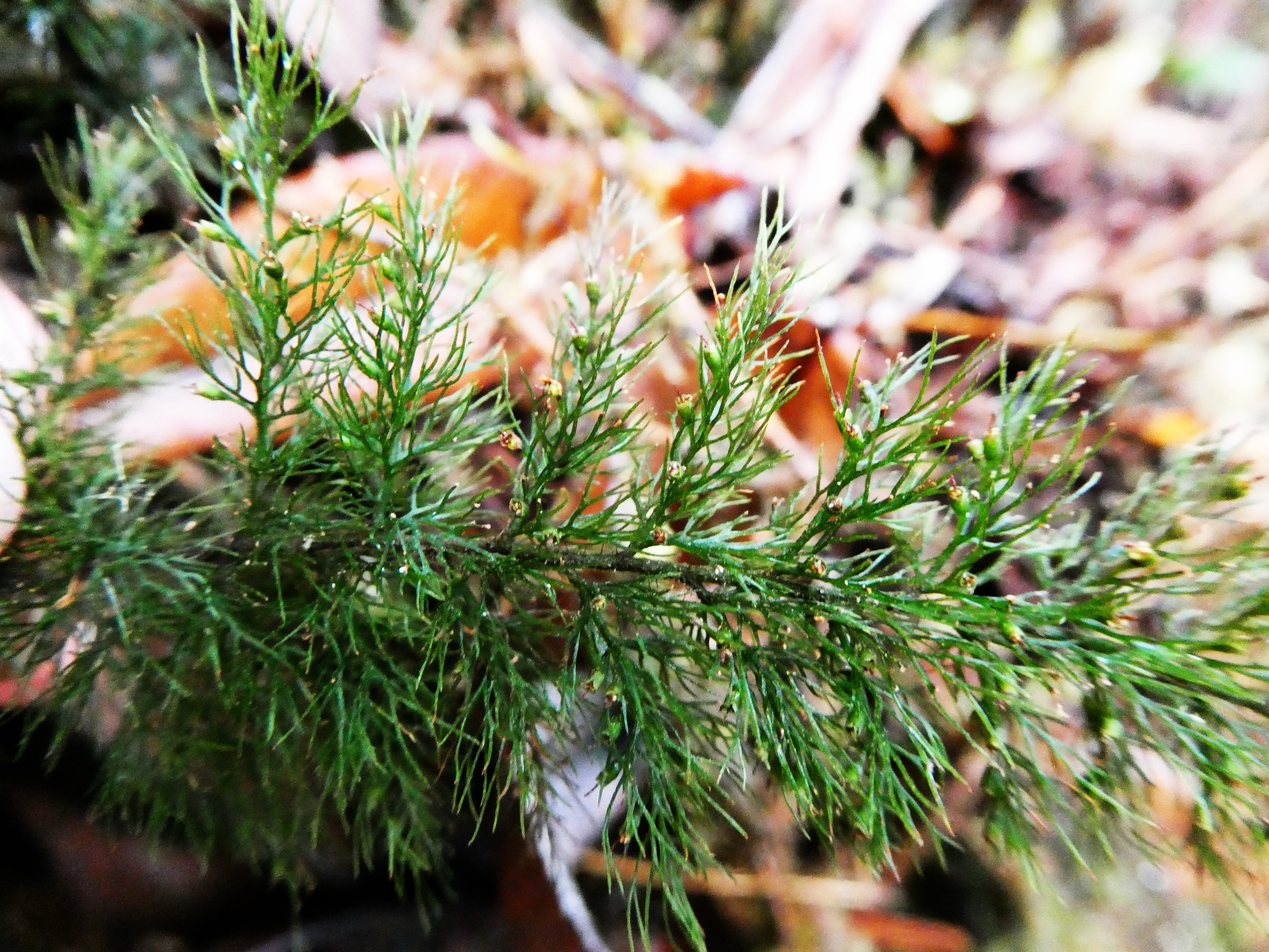 Abrodyctium parviflorum.JPG