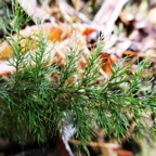 Abrodyctium parviflorum.JPG