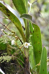 Angraecum striatum - EPIDENDROIDEAE - Endémique Réunion