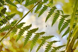 Blotiella pubescens - Fougère de laine - DENNSTAEDTIACEAE - Endémique région malgache