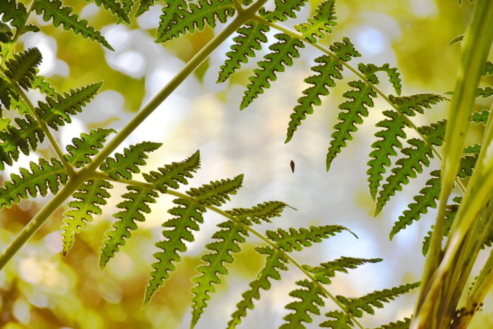 Blotiella pubescens - Fougère de laine - DENNSTAEDTIACEAE - Endémique région malgache