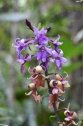 Calanthe sylvatica - EPIDENDROIDEAE - Indigène Réunion - MB2_0613