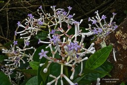 Chassalia corallioides. bois de corail.rubiaceae.endémique Réunion.P1004890