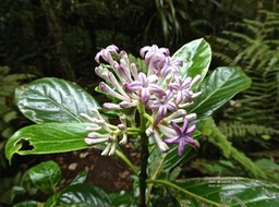 Chassalia gaertneroides.bois de corail.bois de merle.bois de lousteau.rubiaceae.endémique Réunion. P1004719