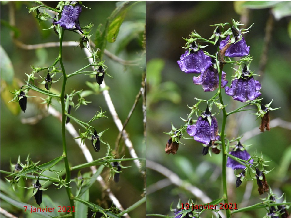 Heterochaenia borbonica - CAMPANULACEAE - Endémique Réunion - 2