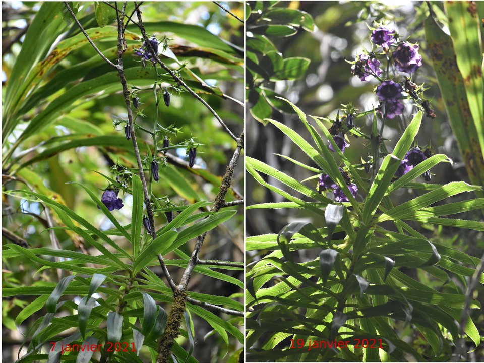 Heterochaenia borbonica - CAMPANULACEAE - Endémique Réunion - 1