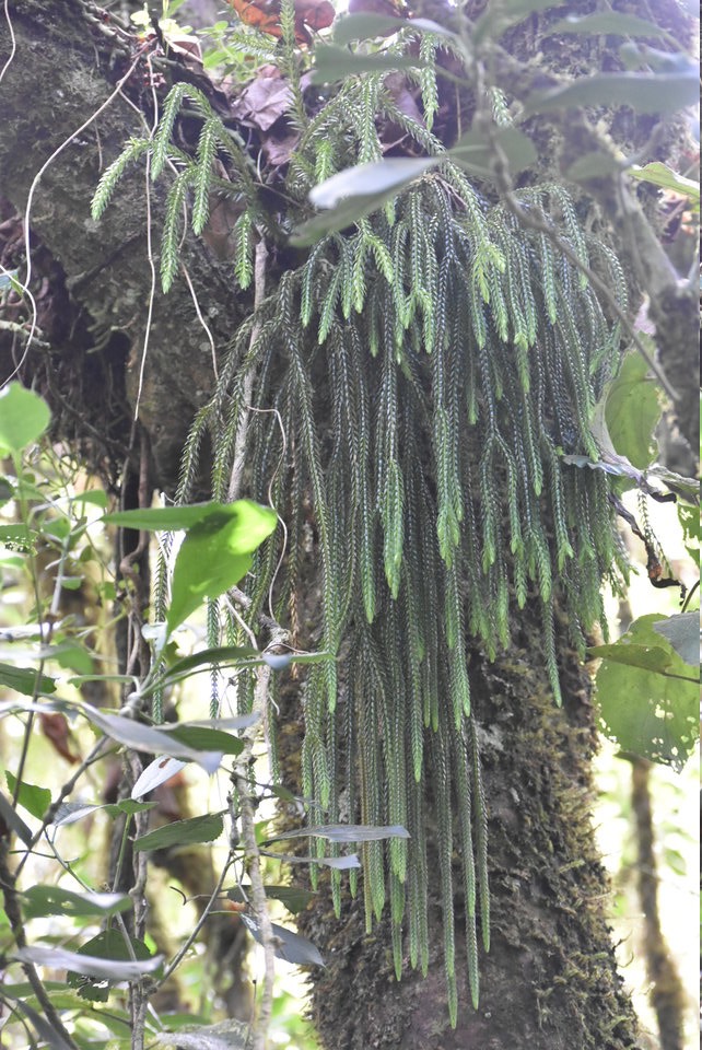 Huperzia gnidioides - Ruban de prêtre - LYCOPODIACEAE - Indigène Réunion, Maurice