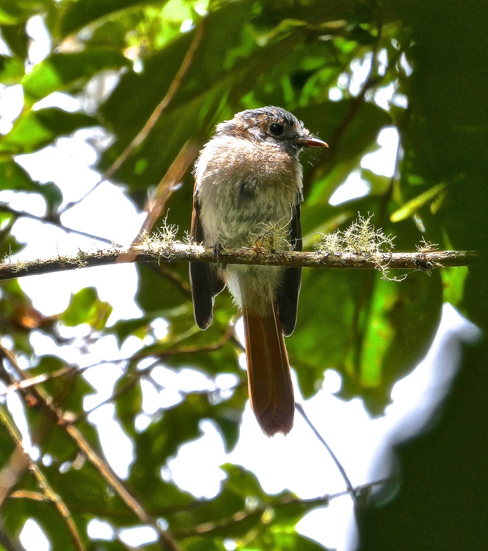 Terpsiphone bourbonnensis.Terpsiphone de Bourbon. Zoiso la vierge.(jeune individu) monarchidae.endémique Réunion.P1004252
