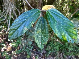 Trochetia granulata .boucle d'oreille .malvaceae.endémique Réunion.P1004098