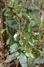 Au- Bois de cabri blanc- Antidesma madacascariense - Euphorbiace - I