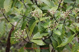 Au- Bois de corail - Chassalia corallioides- Rubiace - E
