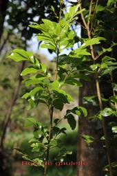 Au- Bois de gaulette- Doratoxylon apetalum - Sapindace- BM