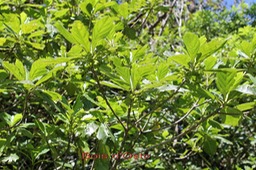 Au- Bois d'Osto - Antirhea borbonica - Rubiace - M