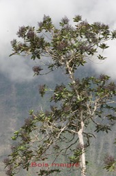 Au- Bois maigre - Nuxia verticillata - Stilbace - BM
