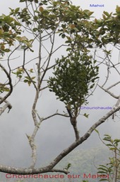Au- Chourichaude - Viscum triflorum - Santalace - I