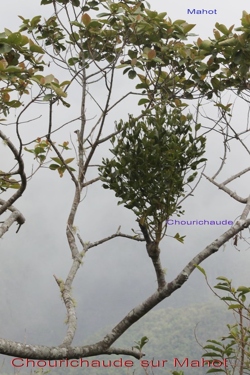 Au- Chourichaude - Viscum triflorum - Santalace - I