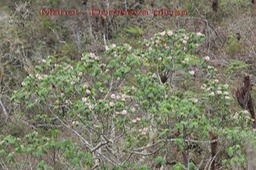 Au- Mahot - Dombeya pilosa - Malvace - E
