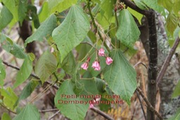 Au- Petit Mahot rose - Dombeya elegans - Malvace- 2