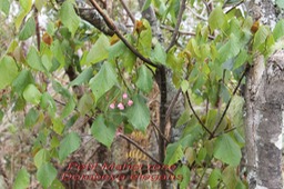 Au- Petit Mahot rose - Dombeya elegans - Malvace - R