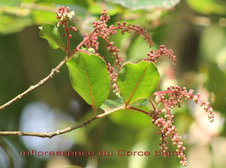 Au-Inflorescences du Bois de bassin ou Corce blanc- Homalium paniculatum - Salicace - BM