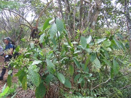 Bois de corail IMG_0649