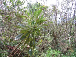 Bois de Laurent Martin IMG_0652