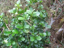 Bois d'oiseau IMG_0653