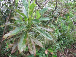 Bois d'osto IMG_0650
