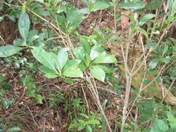 ??? Catafaye MlicopeIMG_0651