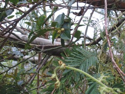 Change corce (fruits) IMG_0655
