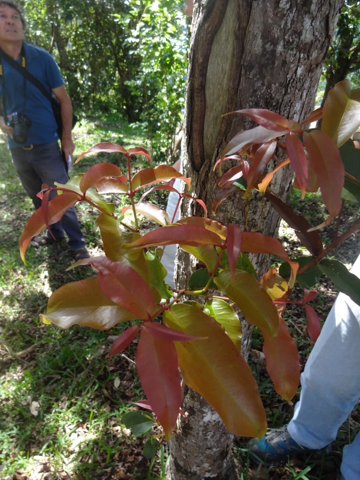 DSC03448 Syzygium Bois de pomme